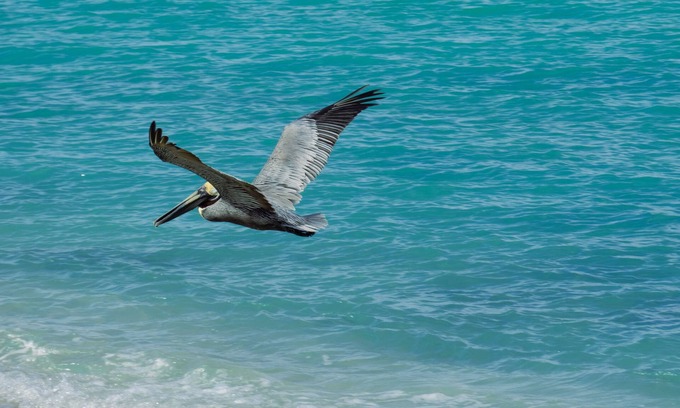 Providenciales Apartment | Wake up to Pelicans cruising the beach!
