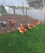 Gisborne House | The Booville Hotel - Bedroom 2