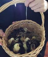 Gisborne House | The Booville Hotel - Bedroom 2