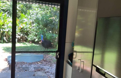 Thornton Beach House | beach over road, rainforest, cassowary, goanna , beach cafe, king bed , air con