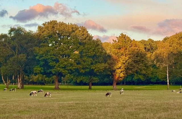 Country Escape on Private Estate, Dogs, Walking
