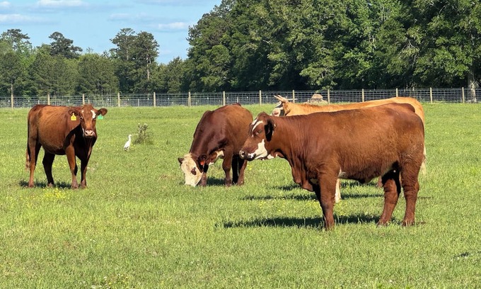 Perkinston House | Charming barn apartment located at Stonnington Farm in Perkinston.